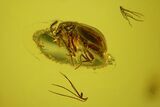 Fossil Fly (Diptera) & Small Beetle (Coleoptera) In Baltic Amber #142249-1